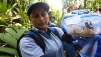 Teknik ini sukses. Tim kemudian melepasliarkan 29 spesimen katak warna-warni ini di wilayah Pasifik, Kolombia.