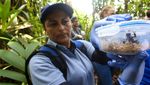 Begini Cara Penangkaran Katak Beracun yang Nyaris Punah di Kolombia