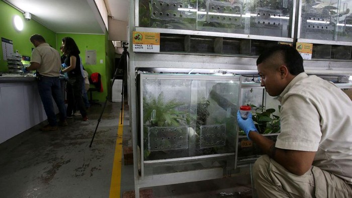 Penampakan Katak Beracun yang Nyaris Punah Karena Keindahannya A poisonous frog (Oophaga Lehmanni) is seen at a labaratory of the Cali Zoo Foundation in Cali, Colombia on June 1, 2022, before being released. - The Oophaga lehmanni is a poisonous frog which beauty has almost made it extinct due to illegal trafficking. For the first time in Colombia and after several years of research and experimentation, an alliance of entities managed to reproduce it under human care and today, somewhere in the Colombian Pacific, the first 29 specimens were released with which its repopulation is expected to begin. (Photo by Paola MAFLA / AFP) (Photo by PAOLA MAFLA/AFP via Getty Images)
