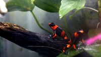 Penampakan Oophaga lehmanni atau katak beracun di laboratorium Yayasan Kebun Binatang Cali di Cali, Kolombia.