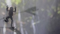 Kolombia sendiri merupakan habitat bagi 734 spesies katak, terbanyak di bawah Brasil.