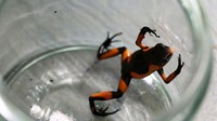 Tim peneliti mengembangbiakkan 29 spesimen katak dengan harapan untuk menyelamatkannya dari kepunahan dan meningkatkan populasinya.