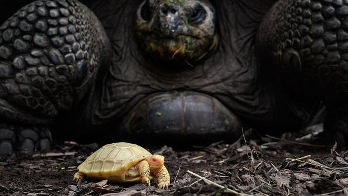 A picture taken on June 3, 2022 shows a unique albinos Galapagos giant tortoise baby, born on May 1, at the Tropicarium of Servion, western Switzerland. - Albinos Galapagos tortoises have never been observed in captivity or in the nature. The Galapagos giant tortoises are strictly protected and are among the most endangered species among CITES-listed animals. (Photo by Fabrice COFFRINI / AFP) (Photo by FABRICE COFFRINI/AFP via Getty Images)