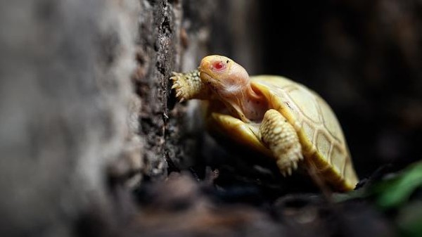 Albinisme pada kura-kura hanya terjadi pada satu dari 100.000 ekor.  