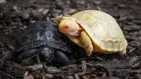 Selain itu tingkat keberhasilan kawin kura-kura Galapagos juga sangat rendah.  