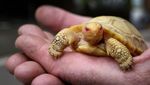 Langka, Bayi Kura-kura Albino Ini Lahir di Kebun Binatang Swiss