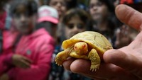 Keberadaan kura-kura albino ini adalah sesuatu yang langka.  