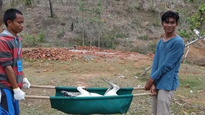 Pengamanan anjing liar di area Sirkuit Mandalika oleh Yayasan Pecinta Binatang Lombok bersama BKSDA NTB.
