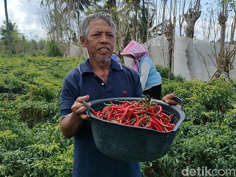 Petani sedang memetik cabai di lahan pertanian pantai di Bugel, Panjatan, Kulon Progo, Senin (6/6/2022).