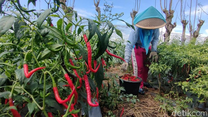 Petani sedang memetik cabai di lahan pertanian pantai di Bugel, Panjatan, Kulon Progo, Senin (6/6/2022).
