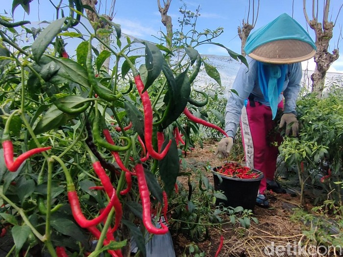 Petani sedang memetik cabai di lahan pertanian pantai di Bugel, Panjatan, Kulon Progo, Senin (6/6/2022).