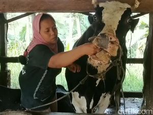 1.133 Sapi di 12 Kecamatan Pasuruan Terjangkit PMK, 12 Ekor Mati