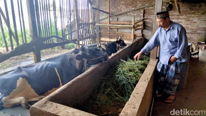 Peternak sapi perah di Pujon Malang