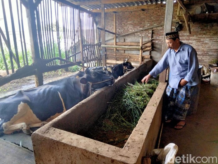 Peternak sapi perah di Pujon Malang