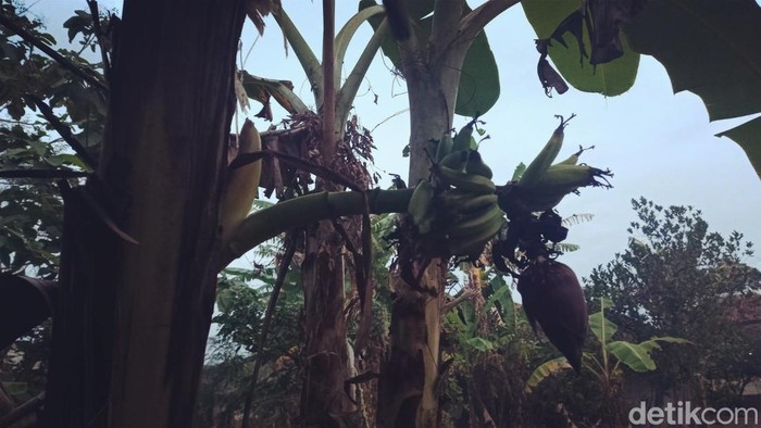 Pohon pisang berbuah pada batang di Majalengka.