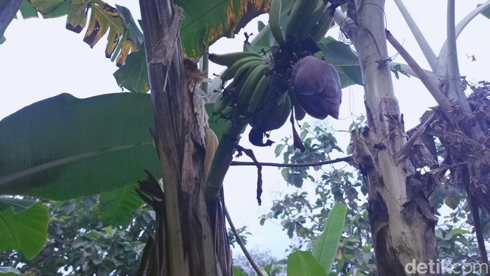 Pohon pisang berbuah pada batang di Majalengka.