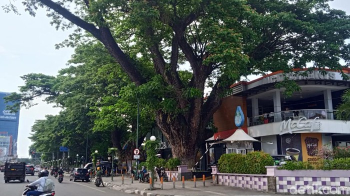 Pohon trembesi di kawasan Lapangan Merdeka Medan