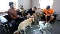 Johan Van Hulle (kiri-kanan), Dave McMullen dan Bill Dicke mengadakan pertemuan dengan anjing mereka di Tungsten Collaborative, Ottawa, Kanada, (5/5/2022).