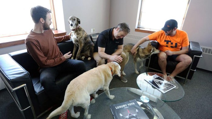 Potret Hewan Peliharaan di Kanada yang Ikut 'WFO' Johan Van Hulle (L-R), Dave McMullen and Bill Dicke hold a meeting with their dogs at Tungsten Collaborative May 5, 2022 in Ottawa, Canada. - According to a recent Leger survey for PetSafe, 51 percent of Canadians support bringing dogs to the office.
Younger workers were the most supportive, with 18 percent of those aged 18 to 24 years saying they would change jobs if their employer refused to allow them to bring their pet to work.
With an estimated 200,000 Canadians adopting a dog or cat since the start of the pandemic in 2020, bringing the nationwide total to 3.25 million, it could force employers now pressing staff to return to the office to consider this option. (Photo by Dave Chan / AFP) (Photo by DAVE CHAN/AFP via Getty Images)
