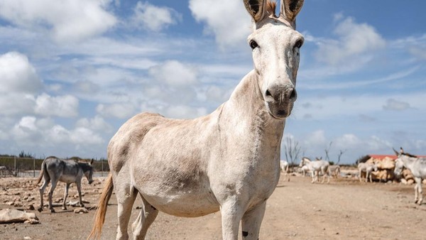Bonaire juga merulakan rumah bagi sekitar 1.100 keledai yang berkeliaran bebas. (Bonaire Bond)