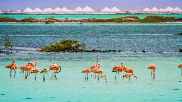 Bonaire memiliki laut biru yang indah plus kawanan Flamingo, yang katanya jumlahnya lebih banyak daripada manusia di sini. (Bonaire Bond)