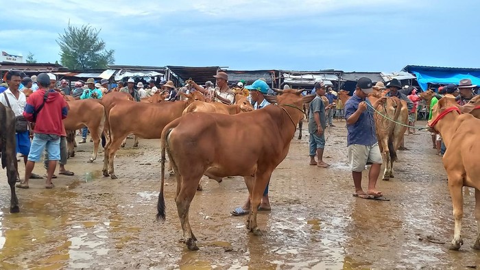 Ribuan Sapi di Sampang Terjangkit PMK