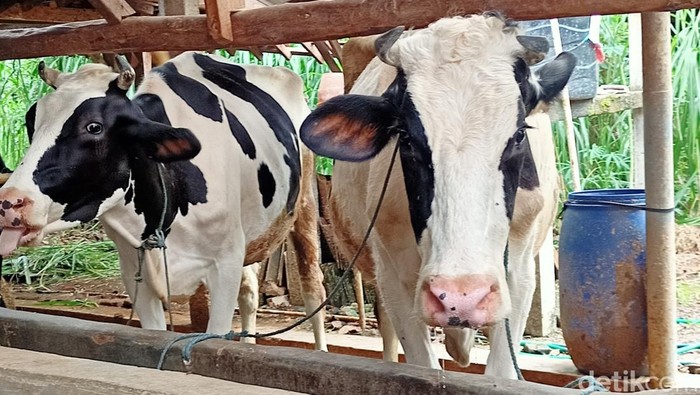 Sapi terkena PMK di Pudak, Ponorogo