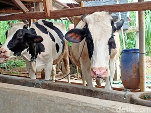Pasar Sapi Jetis Ponorogo Tutup Sementara Imbas Wabah PMK