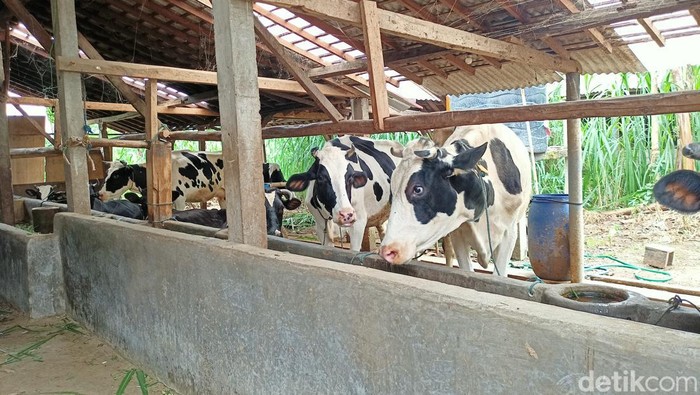 Sapi terkena PMK di Pudak, Ponorogo