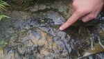 Wujud Fosil Pohon yang Usianya Lebih Tua dari Pulau Sumatra