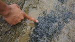Wujud Fosil Pohon yang Usianya Lebih Tua dari Pulau Sumatra