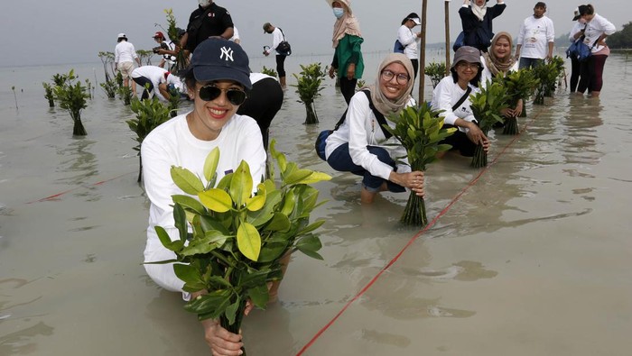 Aksi tanam Mangrove di pulau Pari Aksi tanam Mangrove di pulau Pari