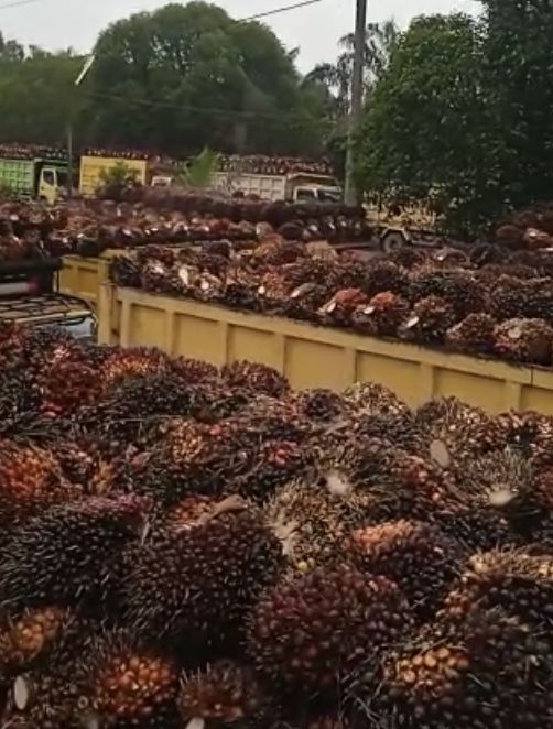 Antrean truk kelapa sawit di Kalimantan Tengah (Tangkapan layar Apkasindo)