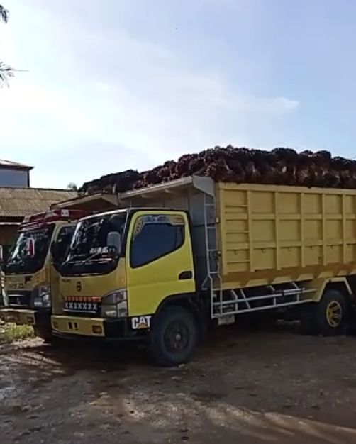 Antrean truk kelapa sawit di Kalimantan Tengah (Tangkapan layar Apkasindo)