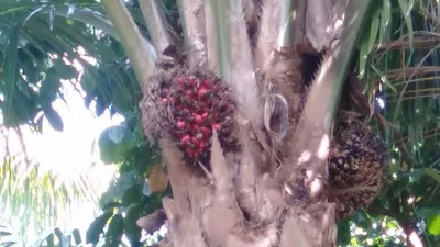 Penampakan Sawit Dibiarkan Busuk di Mukomuko