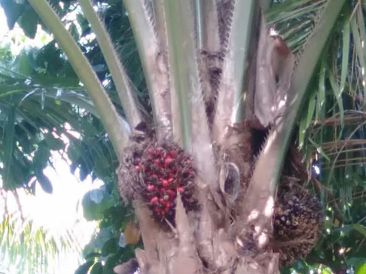 Penampakan Sawit Dibiarkan Busuk di Mukomuko