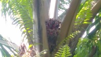 Penampakan buah sawit yang dibiarkan membusuk di pohon oleh petani di Kabupaten Mukomuko, Bengkulu. (Foto: istimewa)
