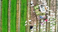 Para peneliti berharap bahwa pengembangan padi jenis baru dapat digunakan di area tersebut dan digunakan untuk memenuhi kebutuhan pangan.  