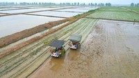 Beras air laut ini bisa membantu meningkatkan produksi beras China di tengah situasi yang sangat rumit akibat perubahan iklim.  