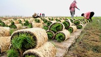 Beras air asin saat ini telah dijual sekitar 50 yuan atau Rp 102 ribu per kilogramnya, delapan kali lebih mahal dibanding beras biasa.  