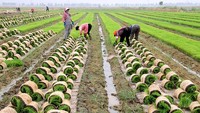 Petani mengumpulkan bibit padi air laut, atau padi toleran garam-alkali, untuk persiapan penanaman di ladang di Lianyungang, Provinsi Jiangsu, China, Sabtu (4/6/2022).  