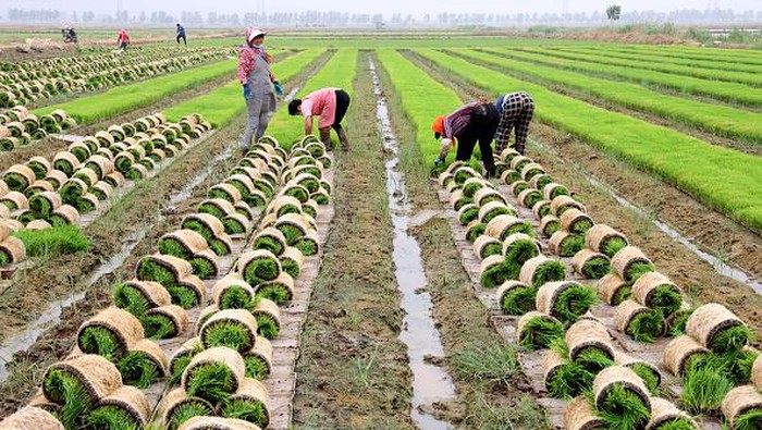 China Tanam Padi Gunakan Air Laut LIANYUNGANG, CHINA - JUNE 04: Farmers collect seedlings of seawater rice, or salt-alkali tolerant rice, in preparetion for planting in a field on June 4, 2022 in Lianyungang, Jiangsu Province of China. (Photo by Geng Yuhe/VCG via Getty Images)
