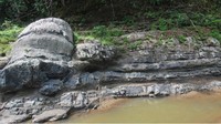 Salah satunya adalah fosil kayu Araucarioxylon yang diperkirakan usianya 290 hingga 300 juta tahun yang lalu. Foto: (dok. Geopark Merangin)