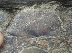 Wujud Fosil Pohon yang Usianya Lebih Tua dari Pulau Sumatra