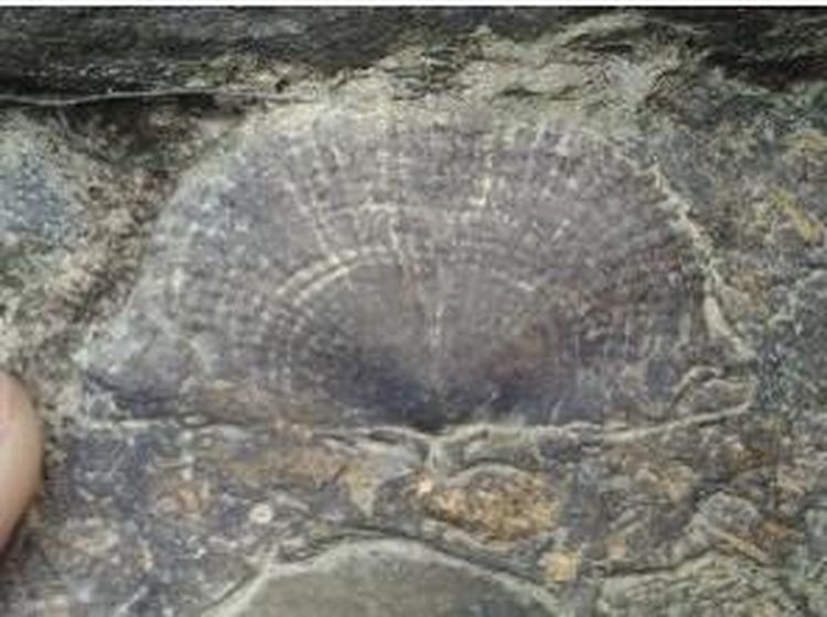 Wujud Fosil Pohon yang Usianya Lebih Tua dari Pulau Sumatra