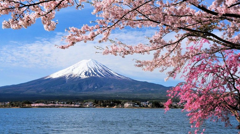 Ilustrasi Gunung Fuji di Jepang dan Pohon Sakura Ilustrasi Gunung Fuji di Jepang dan Pohon Sakura