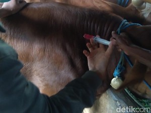 Suspek PMK di Blitar Meluas hingga ke 12 Kecamatan