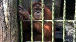 Nih, Orang Utan yang Viral Gegara Tarik Pengunjung Kebun Binatang