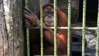 Ini dia orang utan yang menarik pengunjung yang tengah membuat konten di dekatnya tersebut.