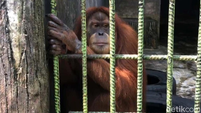Sebuah video orang utan menarik pengunjung yang membuat konten viral di Medsos. Ini dia orang utan penghuni Kebun Binatang Kasang Kulim, Kampar, yang viral tersebut.